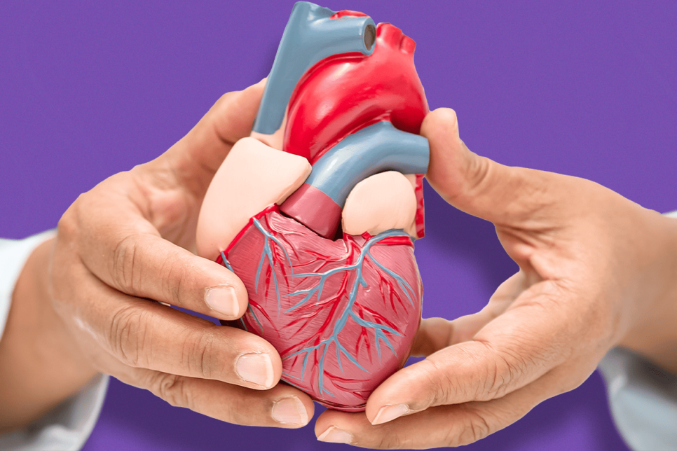 manos de doctor sosteniendo corazón