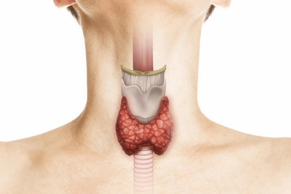 the-thyroid-nota-4-966x644.png